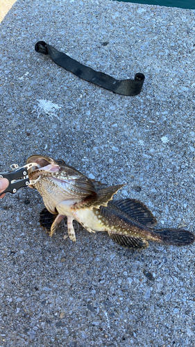 カジカの釣果