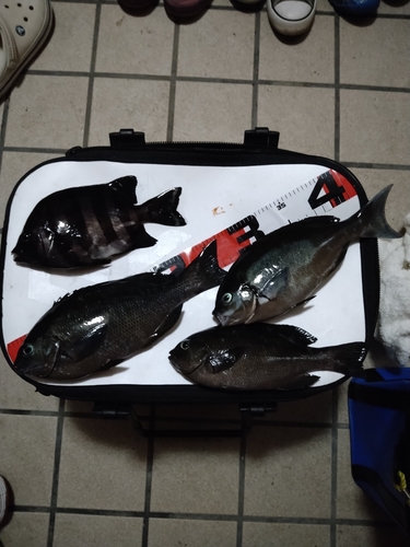 クチブトグレの釣果