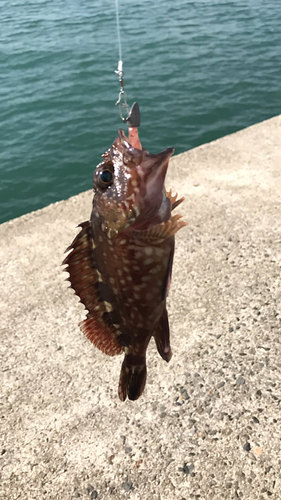 カサゴの釣果