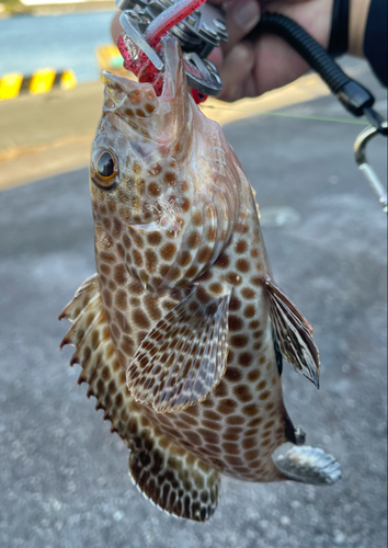 オオモンハタの釣果