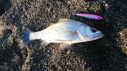 セイゴ（ヒラスズキ）の釣果