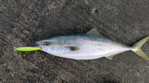 ツバスの釣果