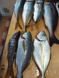 シマアジの釣果