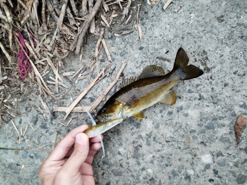 スモールマウスバスの釣果