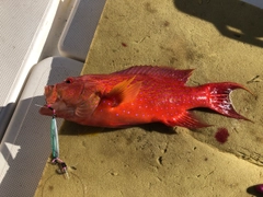 オジロバラハタの釣果