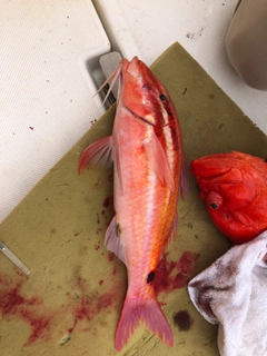 オキナヒメジの釣果