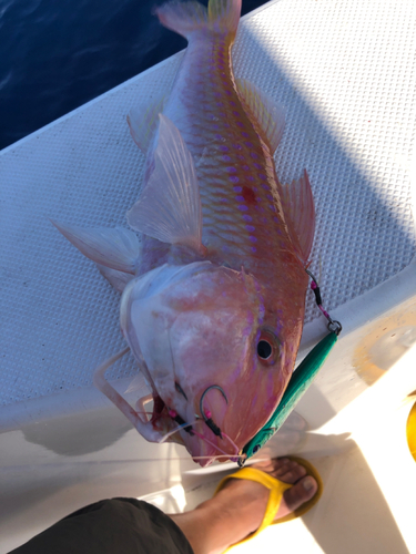 オジロバラハタの釣果