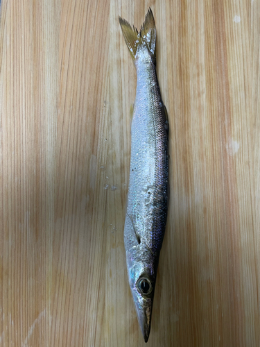 カマスの釣果