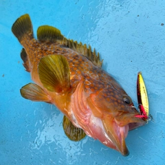 アコウの釣果