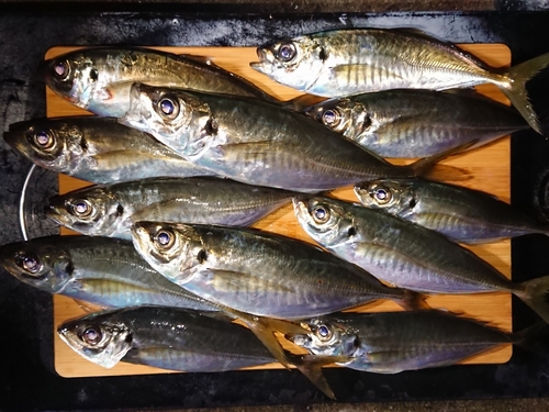 アジの釣果