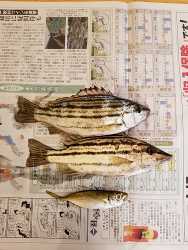 シマイサキの釣果