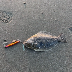 ソゲの釣果