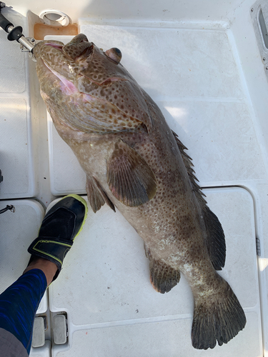 チャイロマルハタの釣果