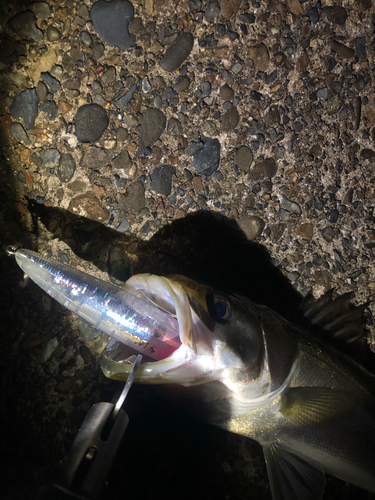 スズキの釣果