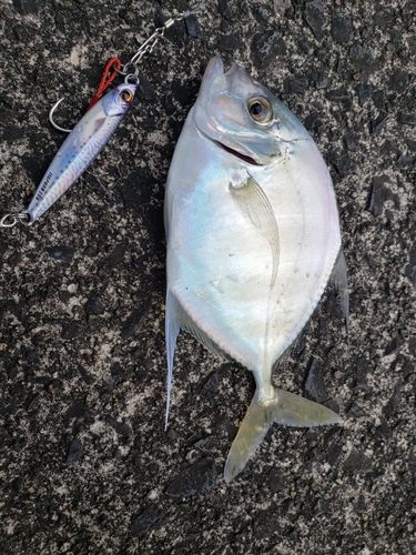 リュウキュウヨロイアジの釣果