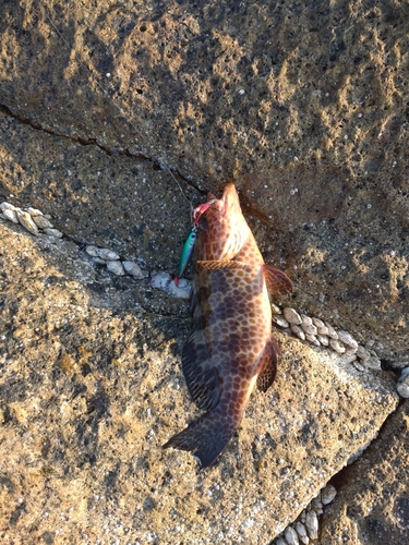 オオモンハタの釣果