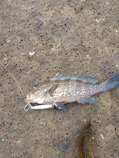 オオモンハタの釣果