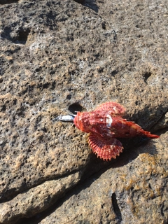 オニカサゴの釣果