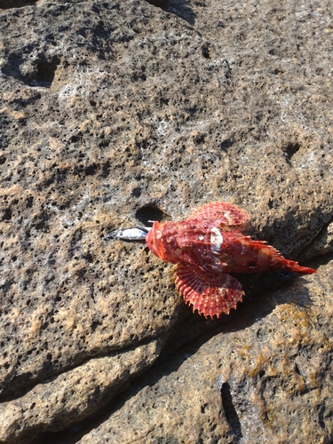 オニカサゴの釣果