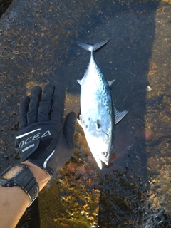 カツオの釣果