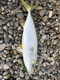 ツバスの釣果