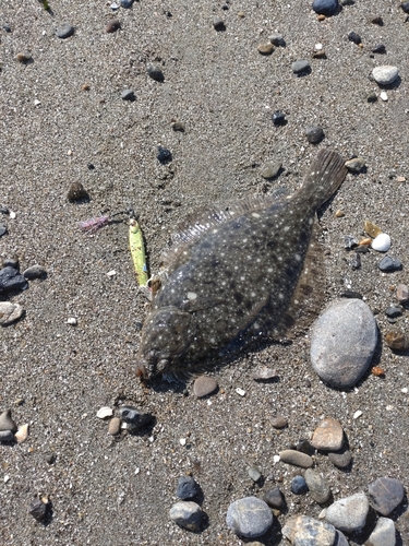 カレイの釣果