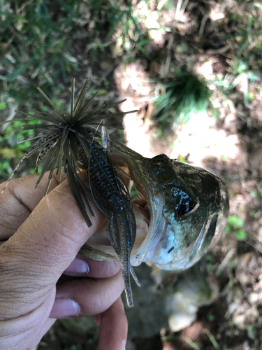 ラージマウスバスの釣果