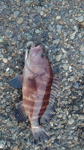 マハタの釣果