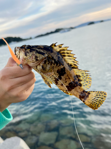 タケノコメバルの釣果