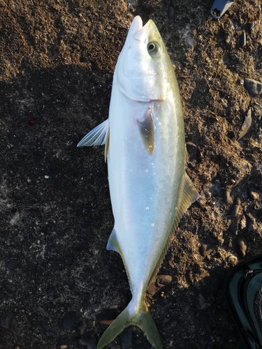 イナダの釣果