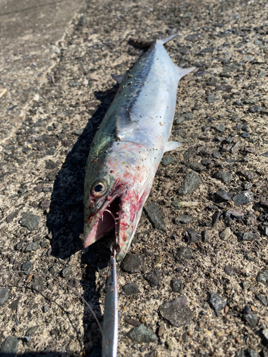 サゴシの釣果