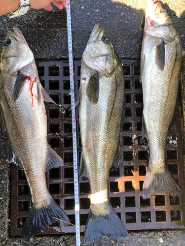 シーバスの釣果