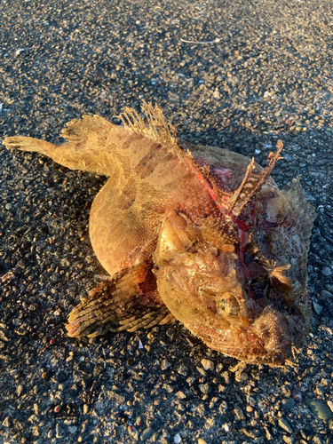 ケムシカジカの釣果