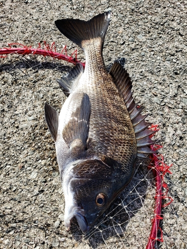 チヌの釣果