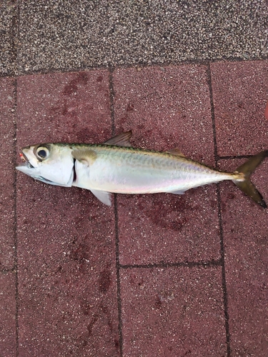 マサバの釣果