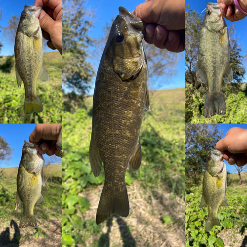 ブラックバスの釣果