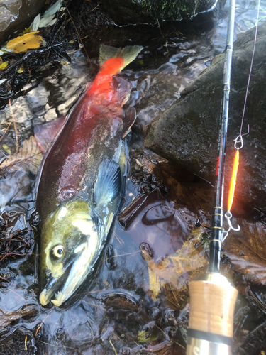 ヒメマスの釣果