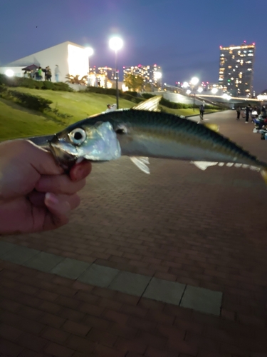 マサバの釣果