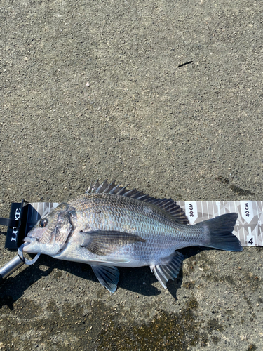 クロダイの釣果