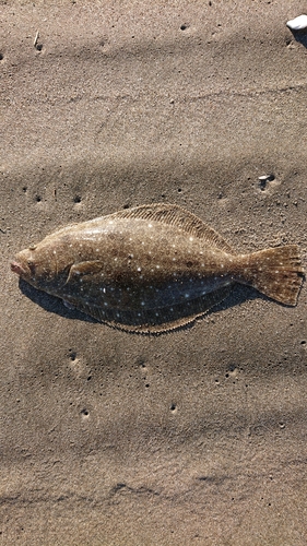 ヒラメの釣果