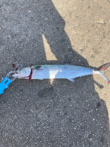 サゴシの釣果