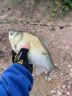 フナの釣果