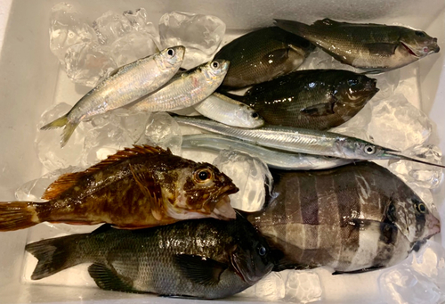 イシダイの釣果