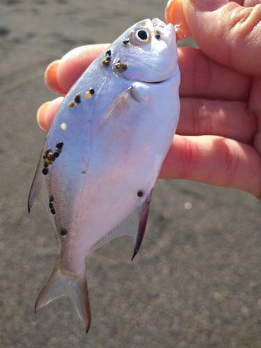 コバンアジの釣果