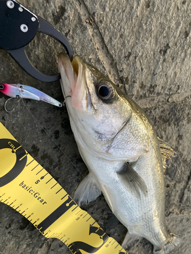 シーバスの釣果