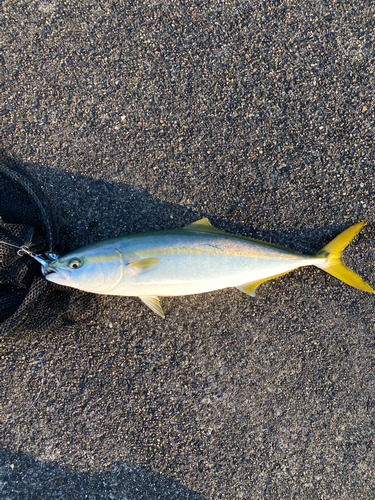 ハマチの釣果