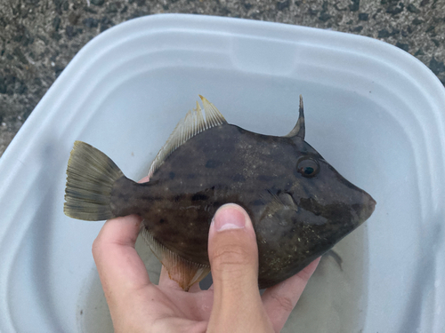 カワハギの釣果