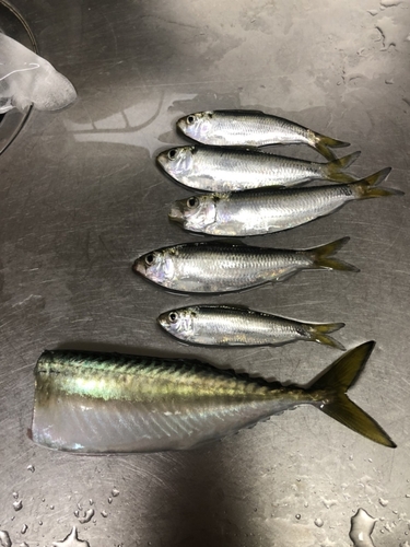 サバの釣果