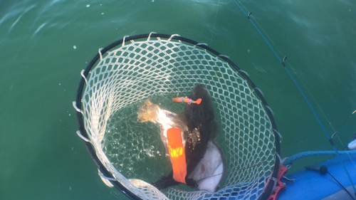 マゴチの釣果