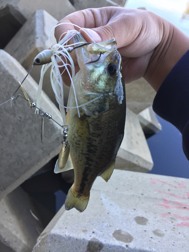 ラージマウスバスの釣果